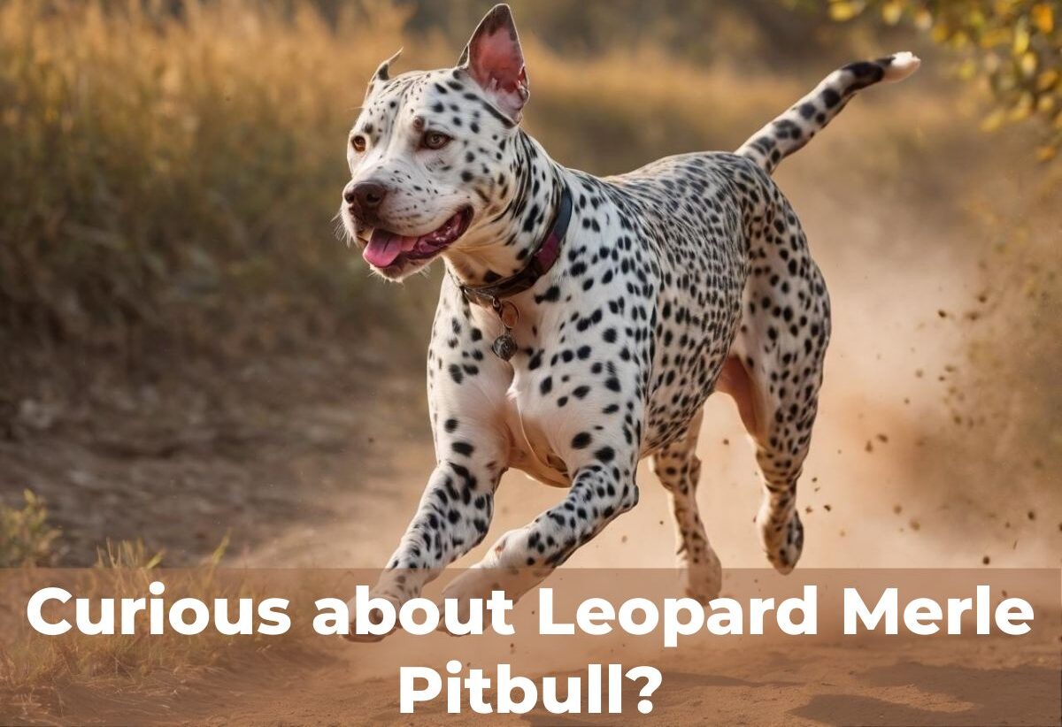 leopard-merle-pitbull