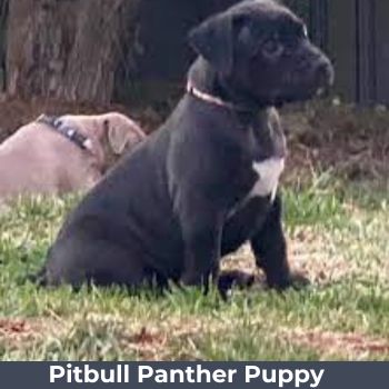 Panther-Black-Pitbull-puppy-for-sale