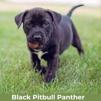 Panther-Black-Pitbull-puppy