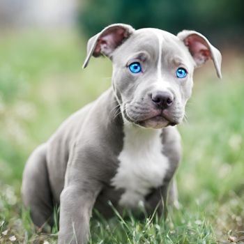 Blue-eyed Pitbull puppy with an endearing gaze