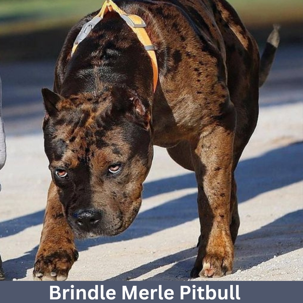 brindle-Merle-Pitbull