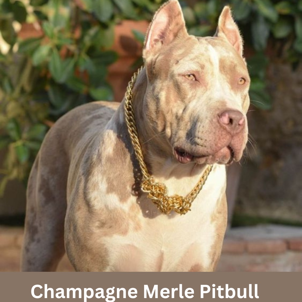 Champagne-Merle-Pitbull