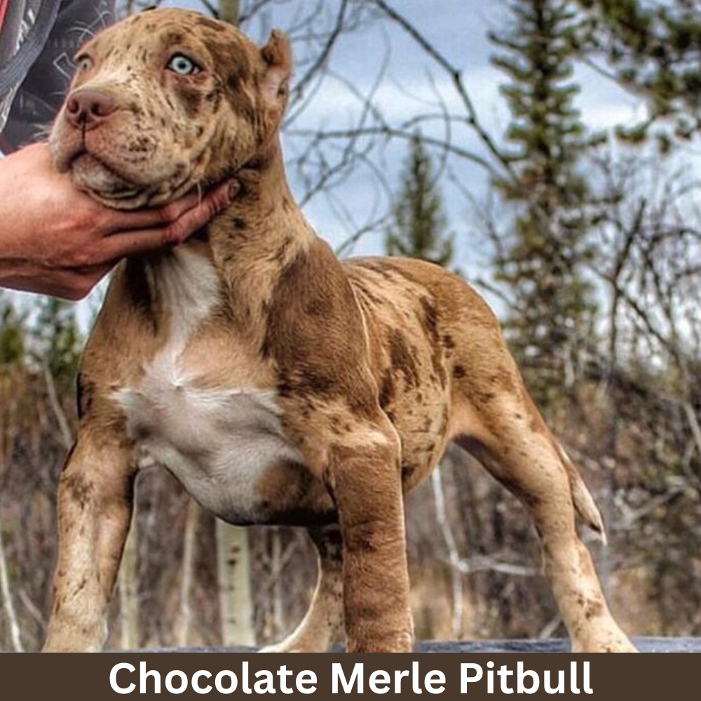 chocolate-Merle-Pitbull