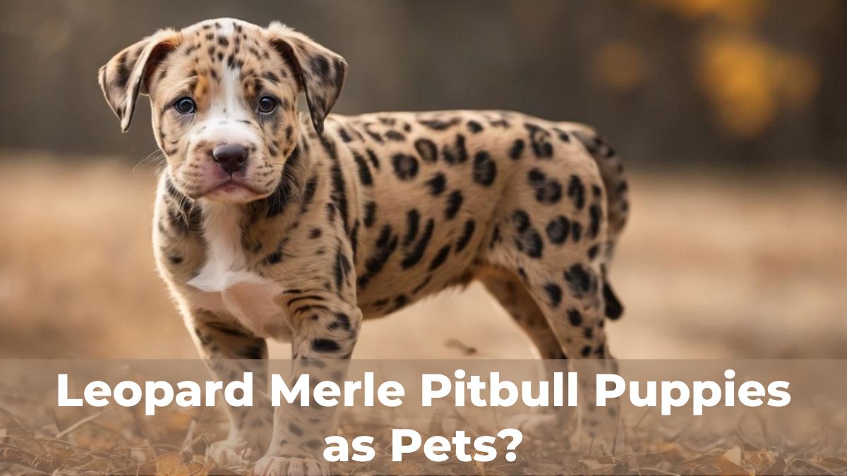 leopard-merle-pitbull-puppies