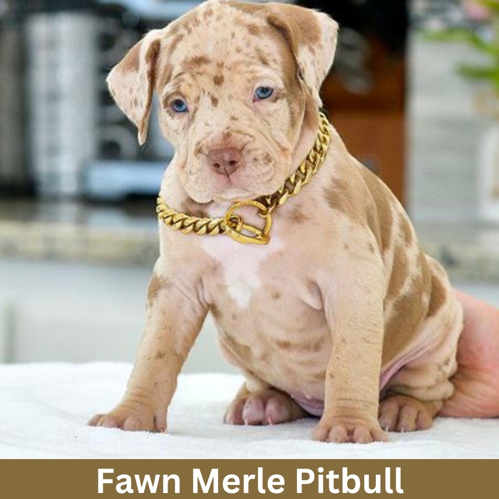 fawn-merle-pitbull