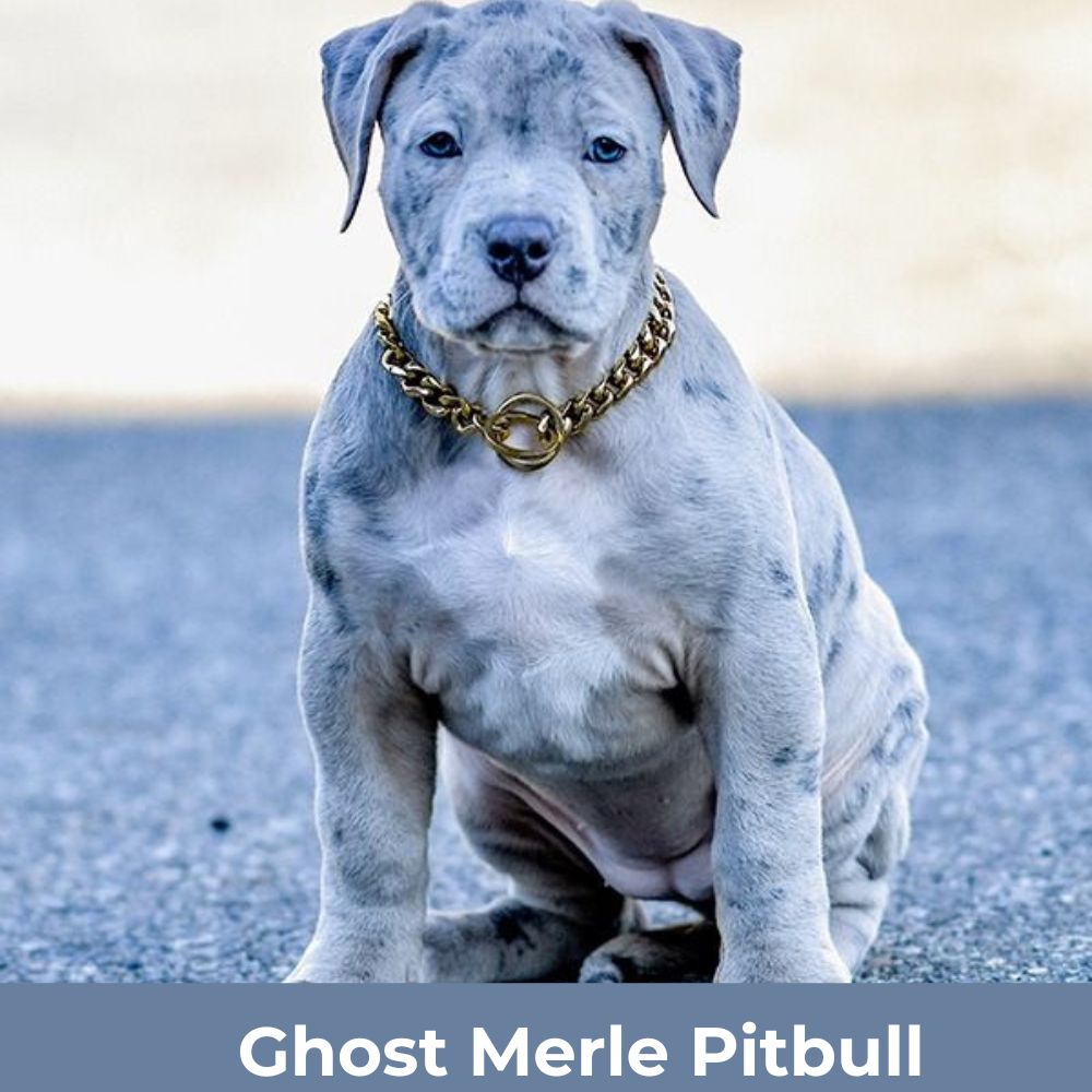 ghost-merle-pitbull