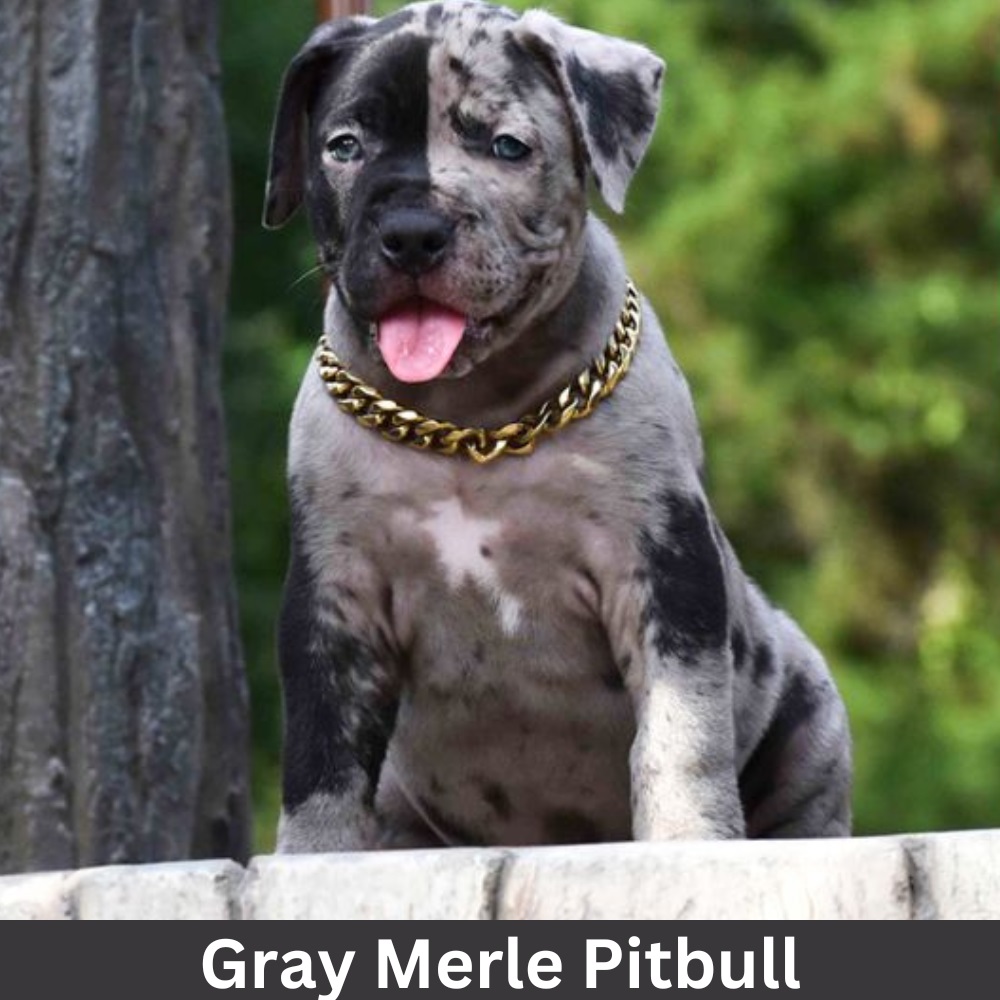 gray-merle-pitbull