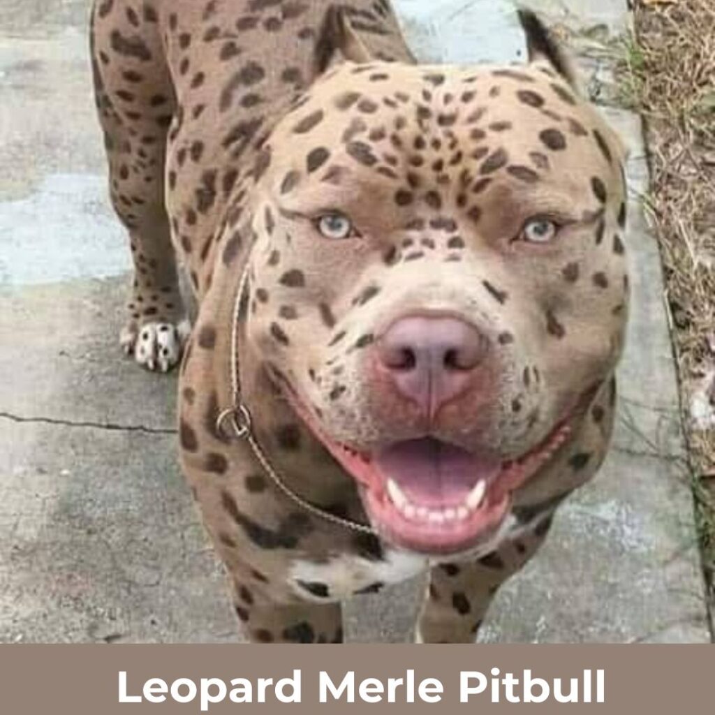 Leopard-Merle-Pitbull