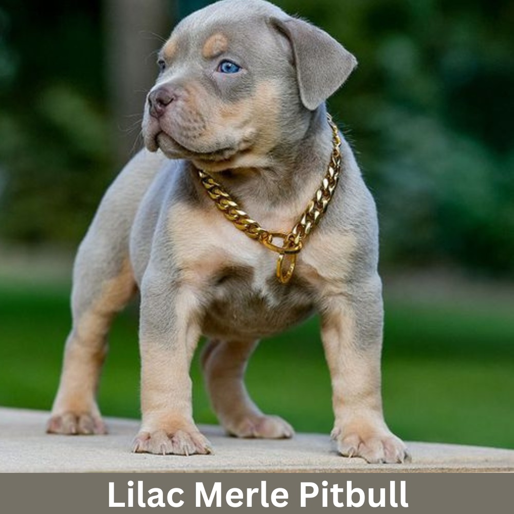 Lilac-Merle-Pitbull