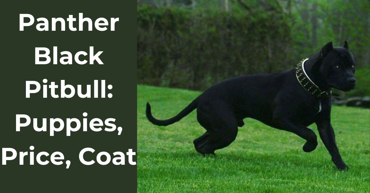 Panther-Black-Pitbull-Puppies-Price-Coat