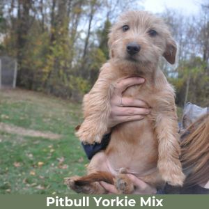 Pitbull-Yorkie-Mix