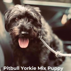 pitbull-mix-with-Yorkie