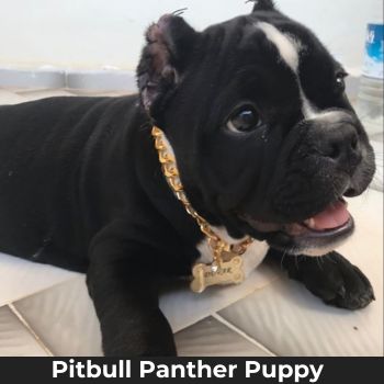 Black-Panther-Pit-bull-puppies