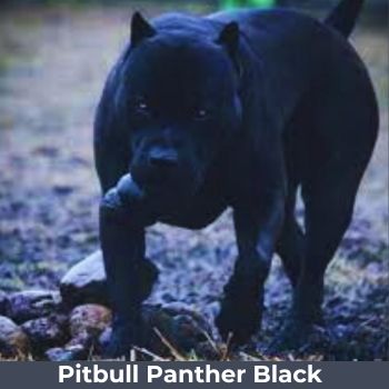 Panther-Black-Pitbull