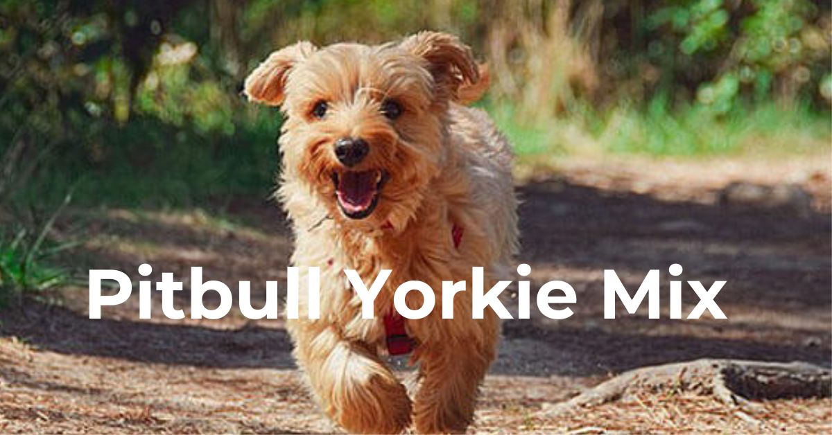 pitbull-yorkie-mix-pictures
