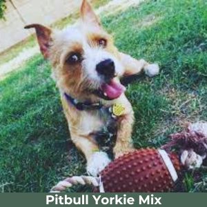 yorkie-pitbull-mix-name