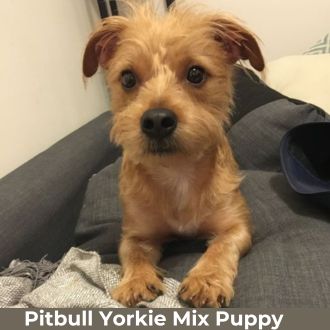 yorkie-pitbull-mix-pictures