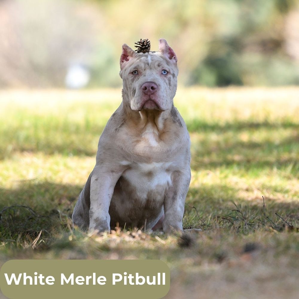 white-merle-pitbull