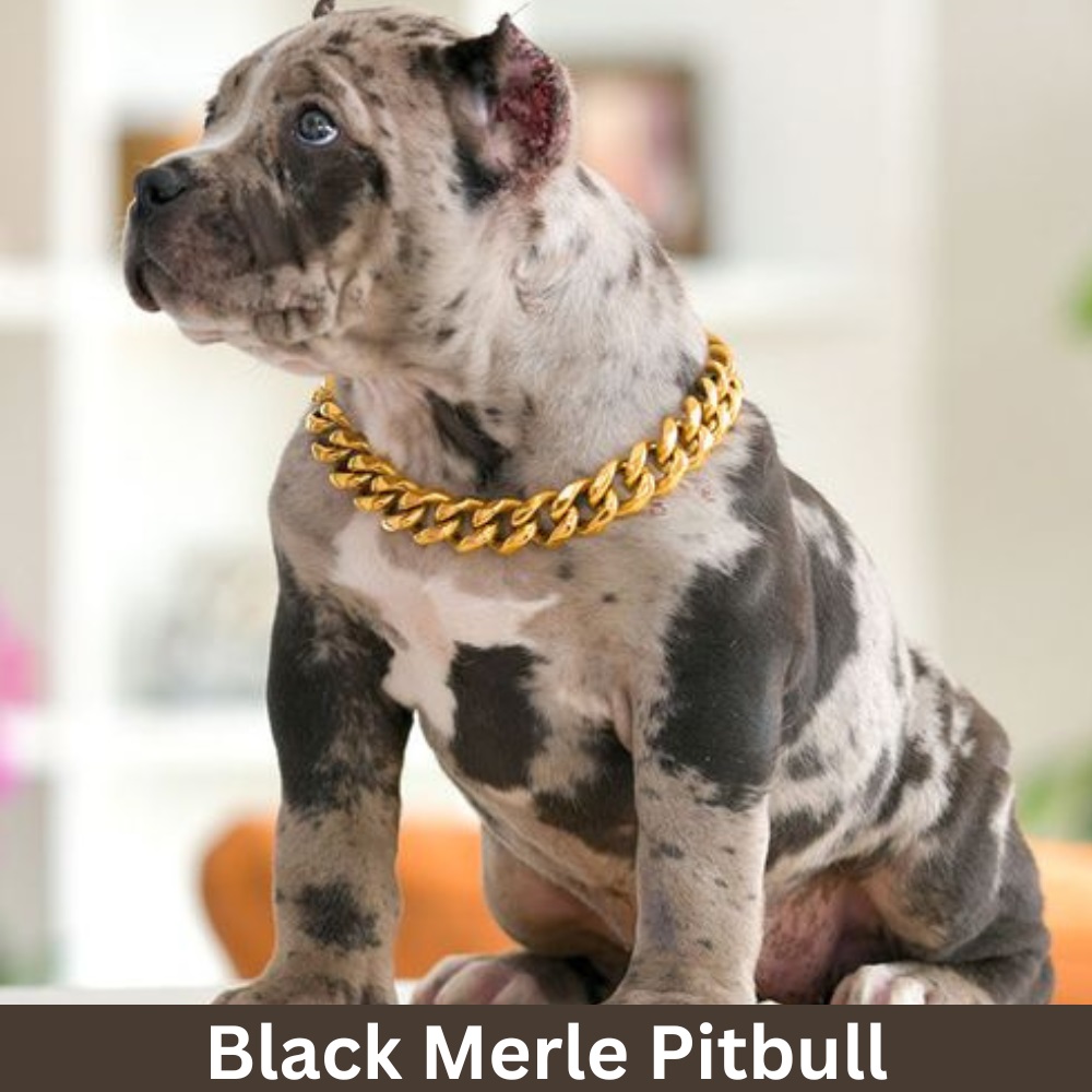 black-merle-pitbull