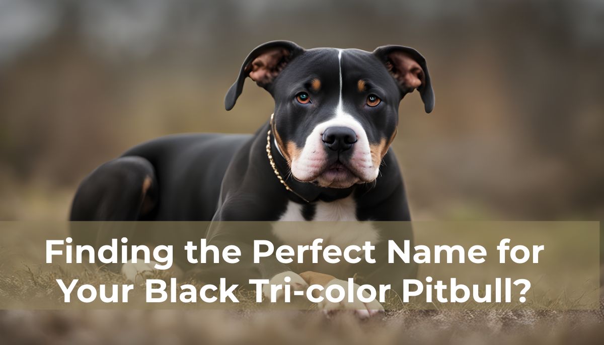 black-tri-color-pitbull-names