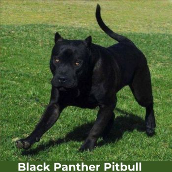 Panther-Black-Pitbull