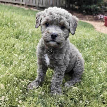 Adorable crossbreed poodle capturing hearts