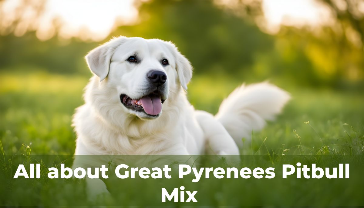 Great-Pyrenees-Pitbull-mix