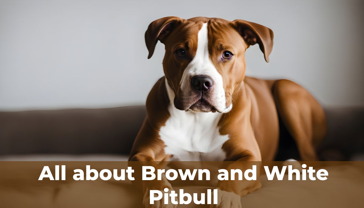 Brown-and-White-Pitbull