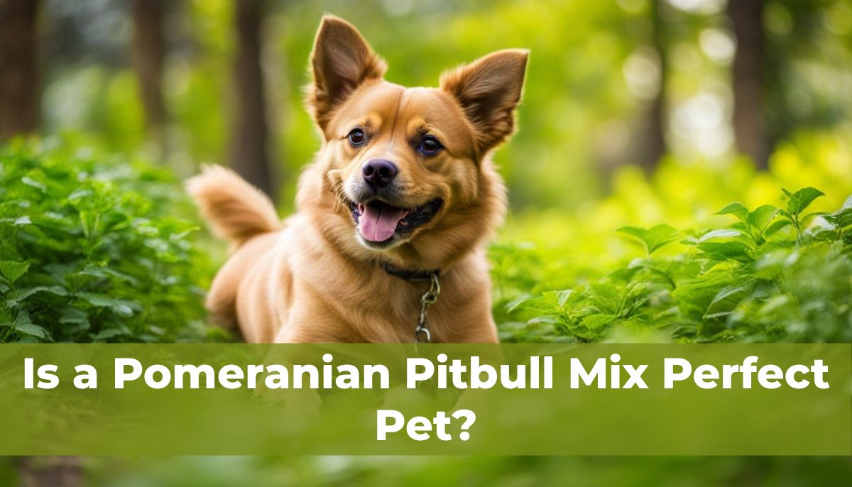 Pomeranian-Pitbull-mix