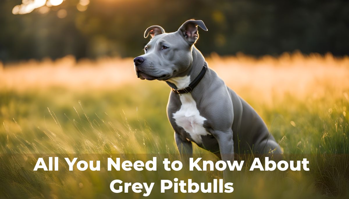 grey-and-white-pitbull-terrier