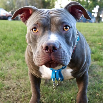 Blue brindle Red nose pitbull: