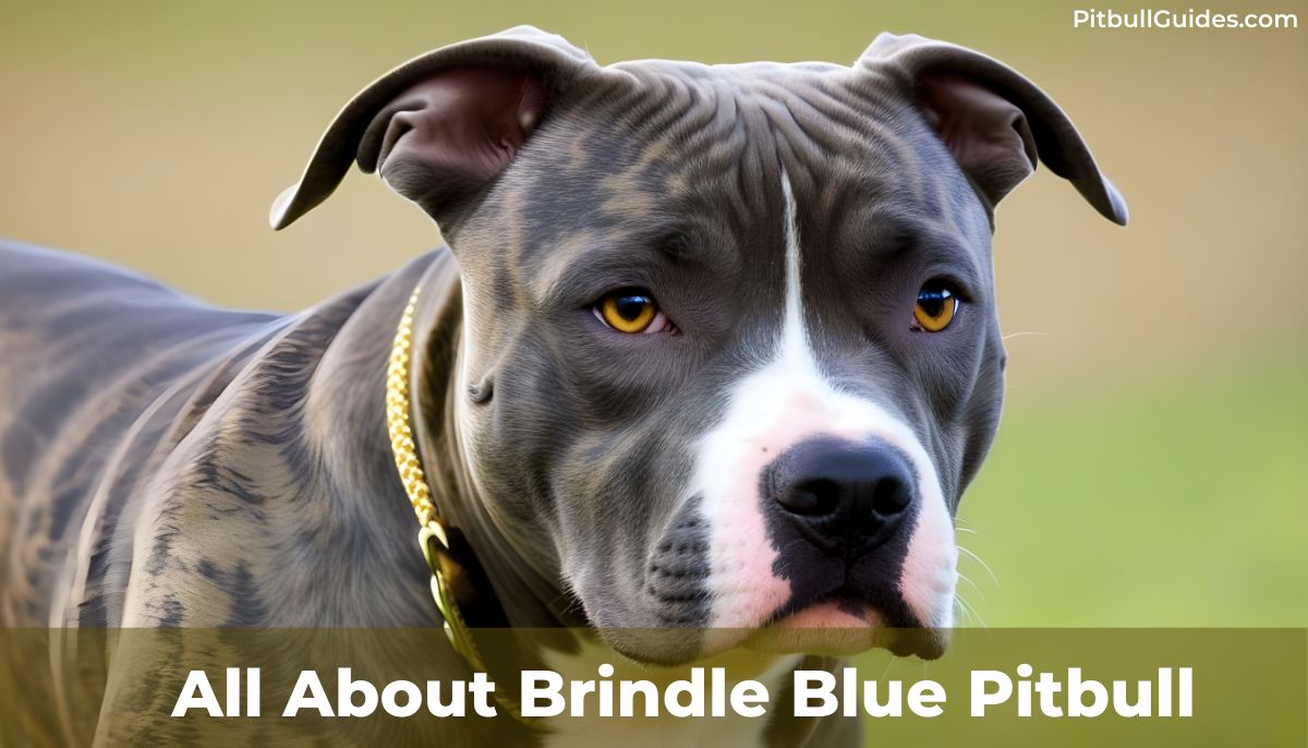 blue and brindle pitbull dog