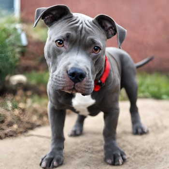 American Pitbull Terrier with brindle pattern